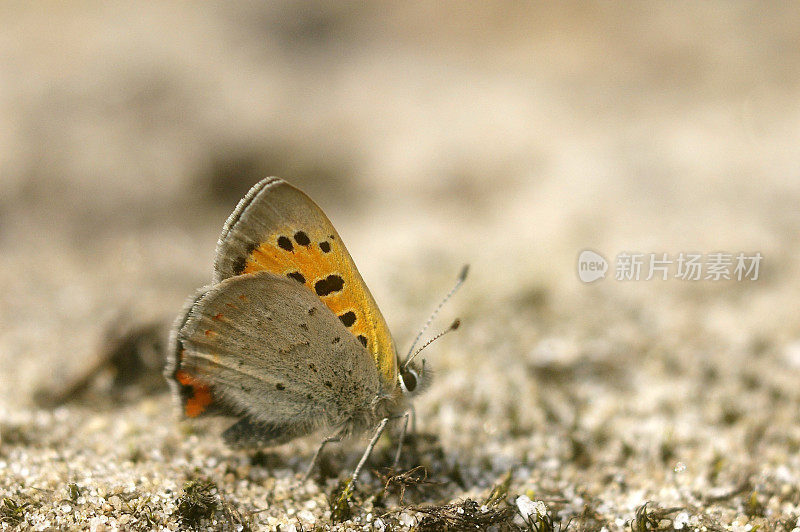 小铜蝶(Lycaena phlaeas)